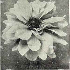 dreers-1838-1908-libro-jardin-jardin-de-dreer-1838-1908-libro-dreers18381908ga1908henr-ano-1908-dalia-cactus-gottelinde-ruby-l-ee-i-veimilion-centro-lo-sombreado-rojo-rubi-en-el-borde-de-los-petal