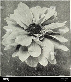 dreers-1838-1908-libro-jardin-jardin-de-dreer-1838-1908-libro-dreers18381908ga1908henr-ano-1908-dalia-cactus-gottelinde-ruby-l-ee-i-veimilion-centro-lo-sombreado-rojo-rubi-en-el-borde-de-los-petal