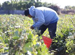 images (9) SECTOR AGROPECUARIO DE BAJA CALIFORNIA Y EL TLCAN EN EL 2008